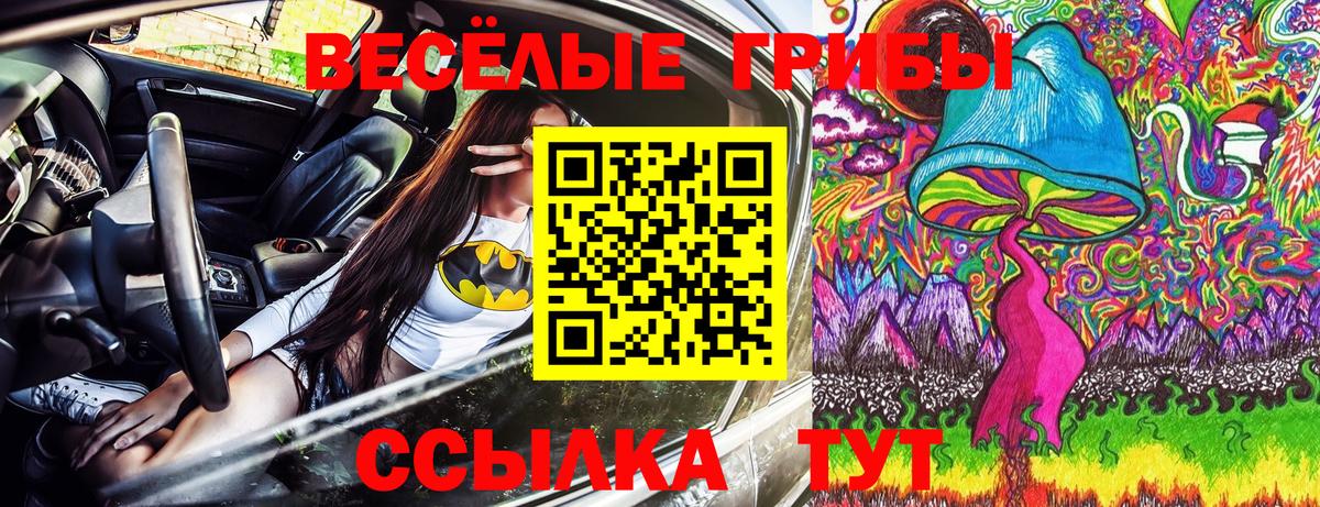 Галлюциногенные грибы Psilocybe  Галлюциногенные грибы Psilocybine cubensis  Гурьевск 